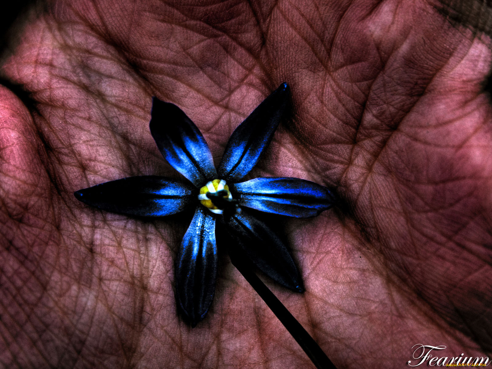 nature, in, my, hand, by, fearium, 